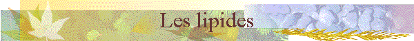 Les lipides