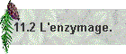 11.2 L'enzymage.